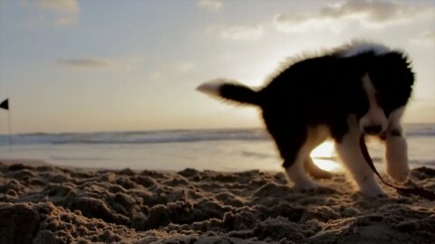 Cute Puppy Playing On The Beach