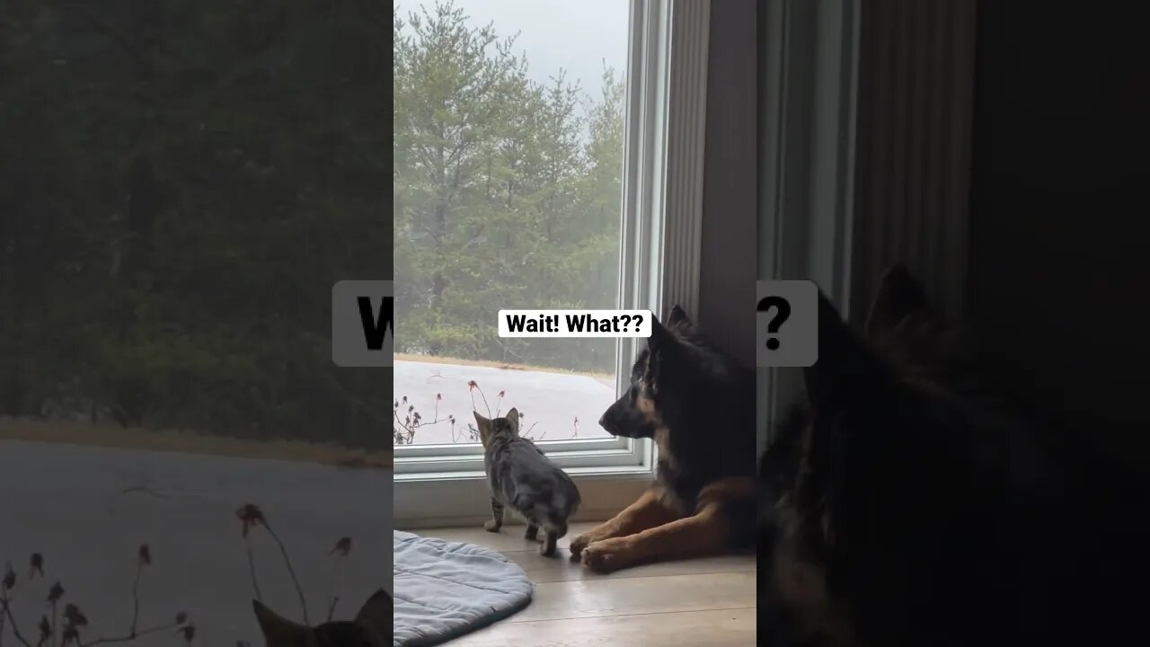 Wait! What?? Whiskey and GG get surprised by unexpected visitors. Kitten and German Shepherd #gsd