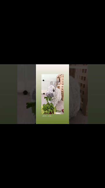 Auctioneer Rabbit Friday