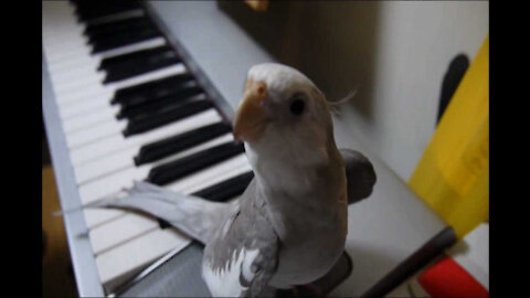 Cockatiel Singer