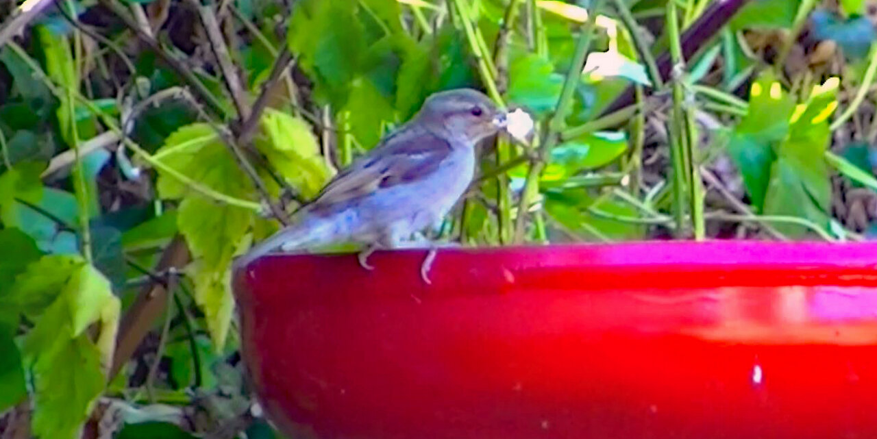 IECV NV #422 - 👀 House Sparrows🐥 7-14-2017