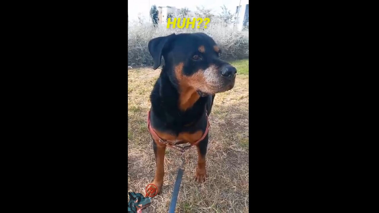 Rottweiler Andrew Looking Around in the Park :)