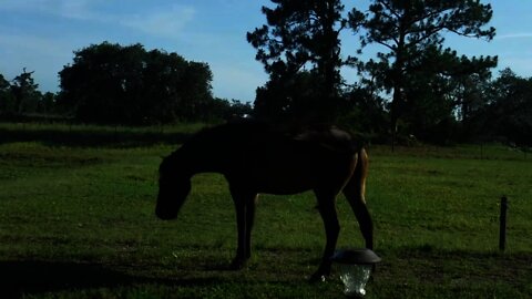 Murdock The Wild Mustang. Day 3 in his paddock.