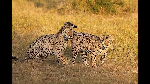 Jaguars licking each other in the bush - felines together