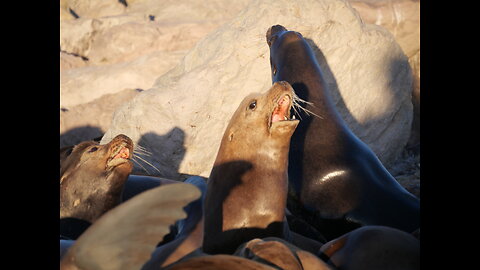 Seals