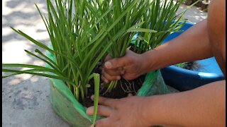 Garlic in plastic polythene