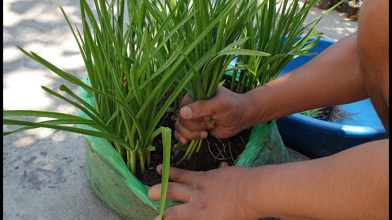 Garlic in plastic polythene