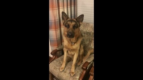 Crazy German Shepherd Pup