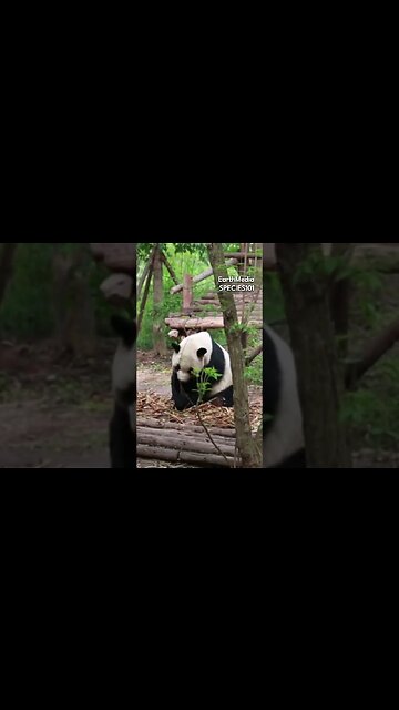 Are Zoos Prison for Animals? Feat. Joe Rogan