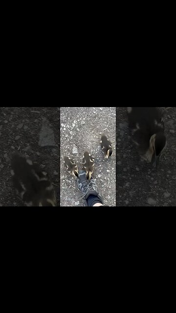 I get Attacked by an Army of DUCKS 🦆 & Accidently adopt 5 🦆🦆🦆🦆🦆 #shorts #animal #animalshorts #duck