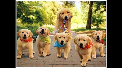 🐶Cute Dogs Video 2021🤣 🐶Best Quality Video And Best Dogs Reaction