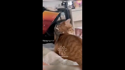 cat funny video 🤩🤩😁😁🤣