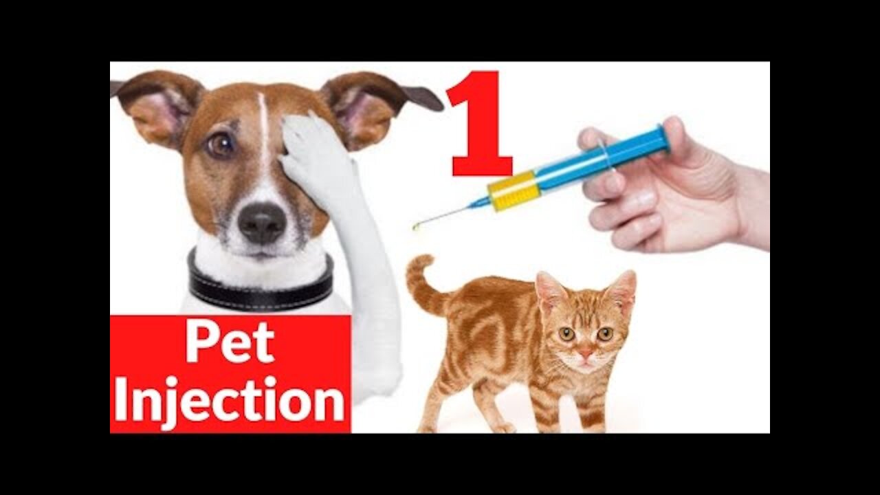 Funny Dog Injection videos - Dog Injection Funny Compilation #shorts