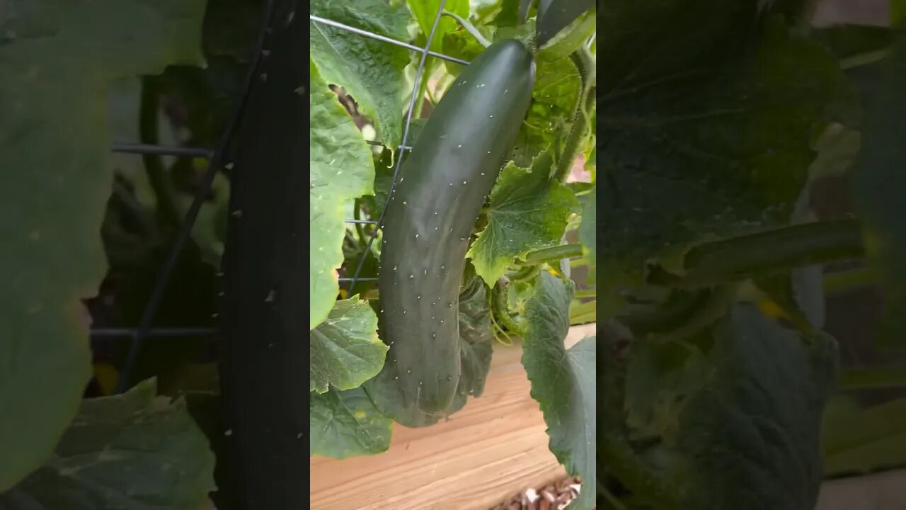 CUCUMBER IS READY🥒 #homestead #harvest #cucumber #gardening #foryou #fyp #reels #summergarden