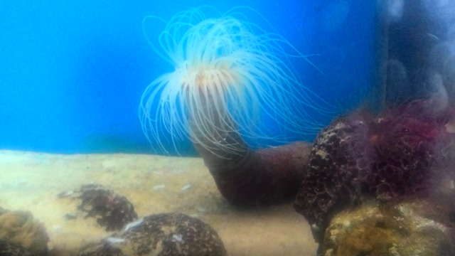 Travel Ecological : tube anemone