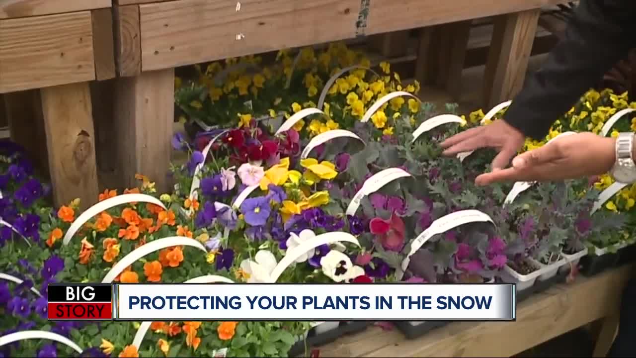 Best ways to protect your plants in the snow