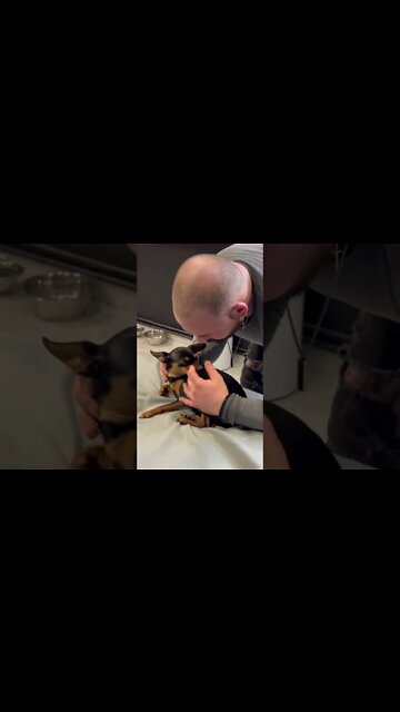 Dog Chiropractor Release Pressure On Chihuahua Neck