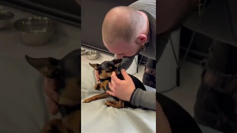 Dog Chiropractor Release Pressure On Chihuahua Neck