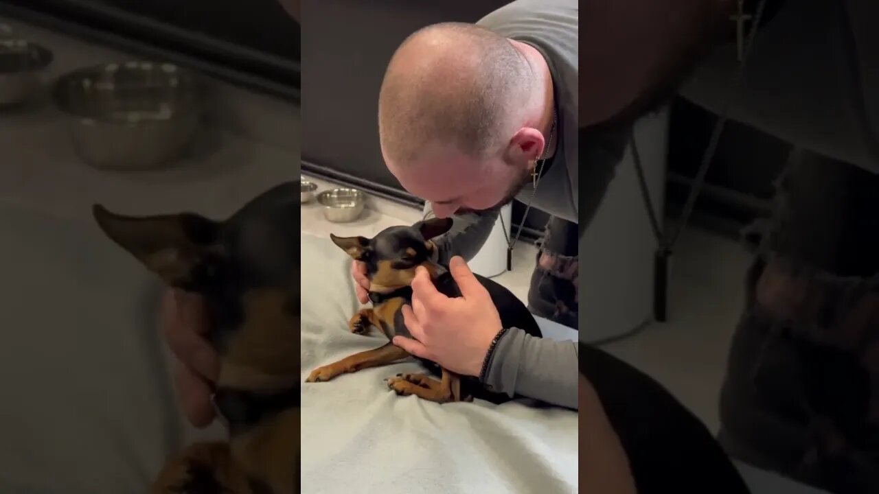 Dog Chiropractor Release Pressure On Chihuahua Neck