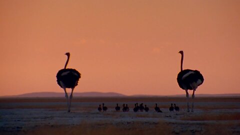 Raising Ostrich Chicks | Natural World: Wild Mothers and Babies | BBC Earth