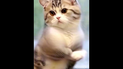 cute dance funniest kitten😻 trending video