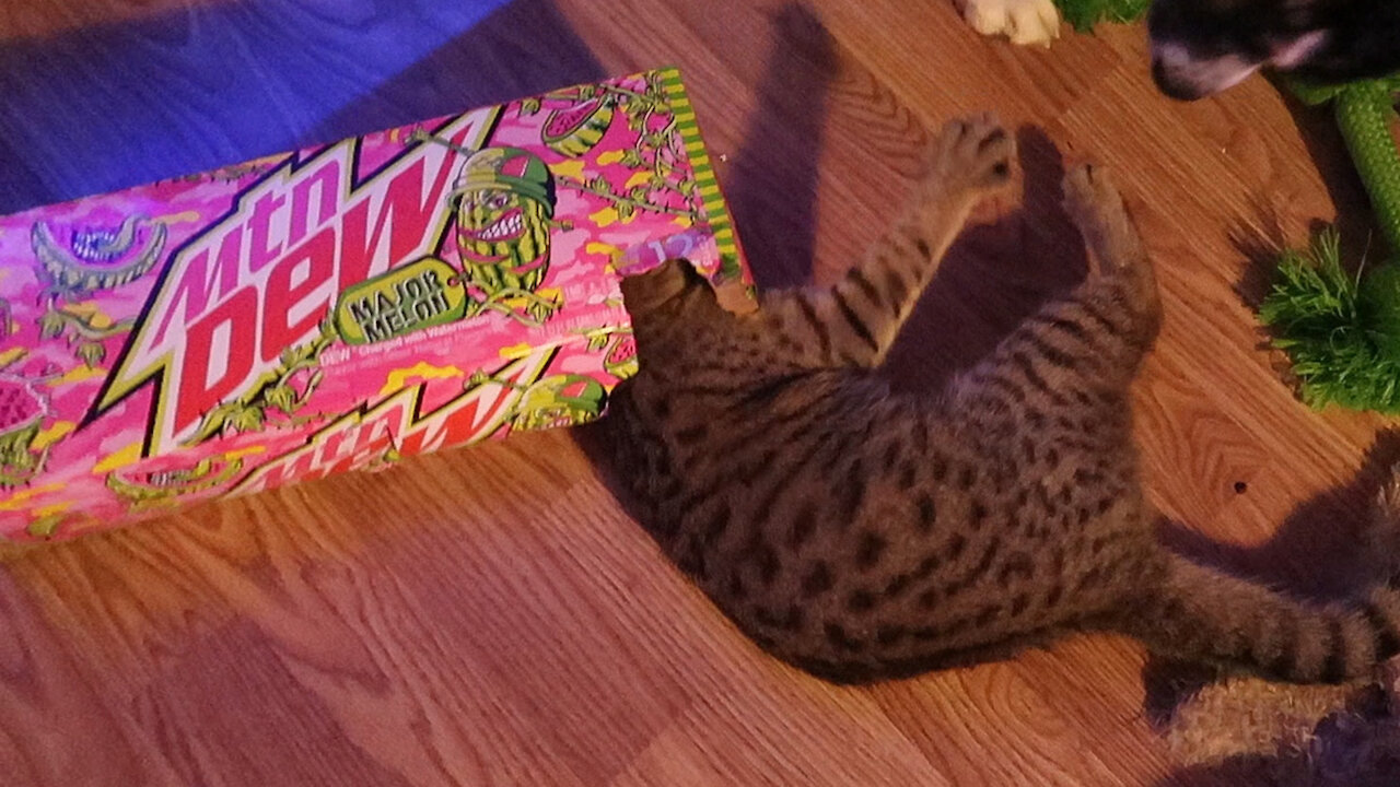 Crazy kitten plays inside tiny cardboard box