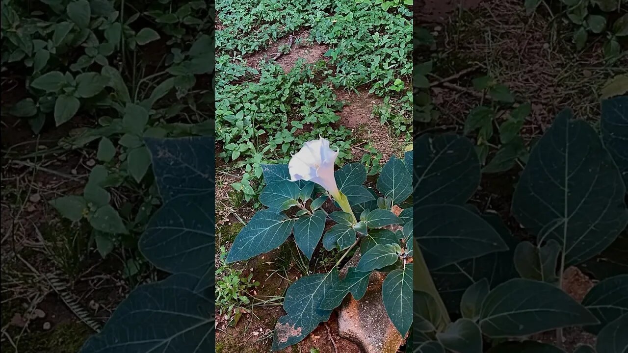 Gypsum weed blossom time lapse