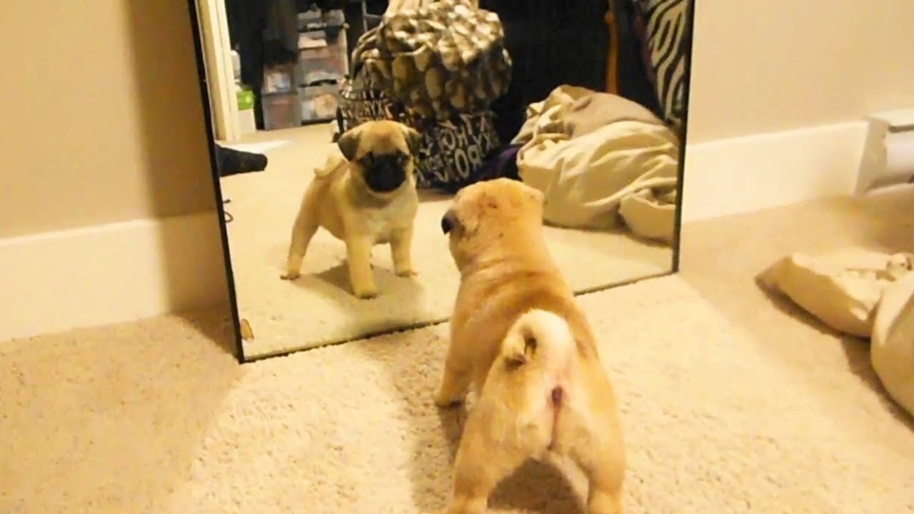 Cute Dog REACTION in Front of MIRROR Funny Video