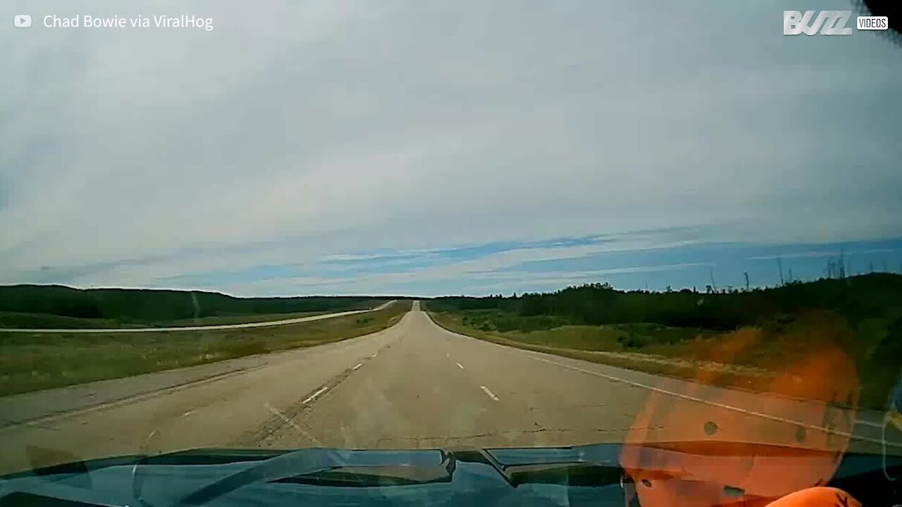 Pequeno urso atravessa estrada em frente a um veículo