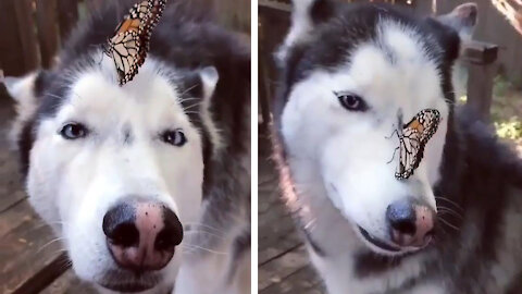 The butterfly landed on his head