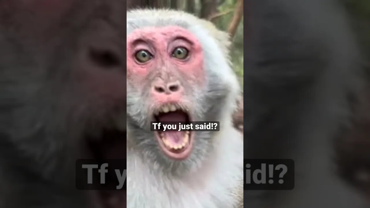 Monkey lashes out on Karen #monkey #shorts