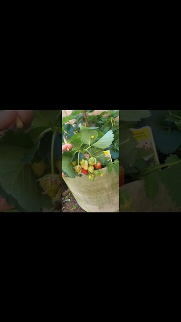 #Electroculture update #8 | the strawberries have been delicious 😋 🍓