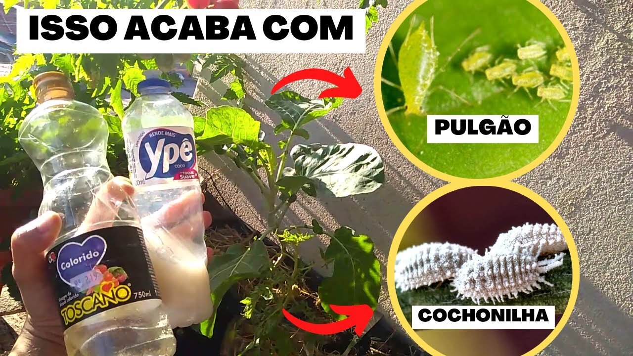 Homemade Insecticide for Plants! Get rid of aphids and mealybugs in your potted kale