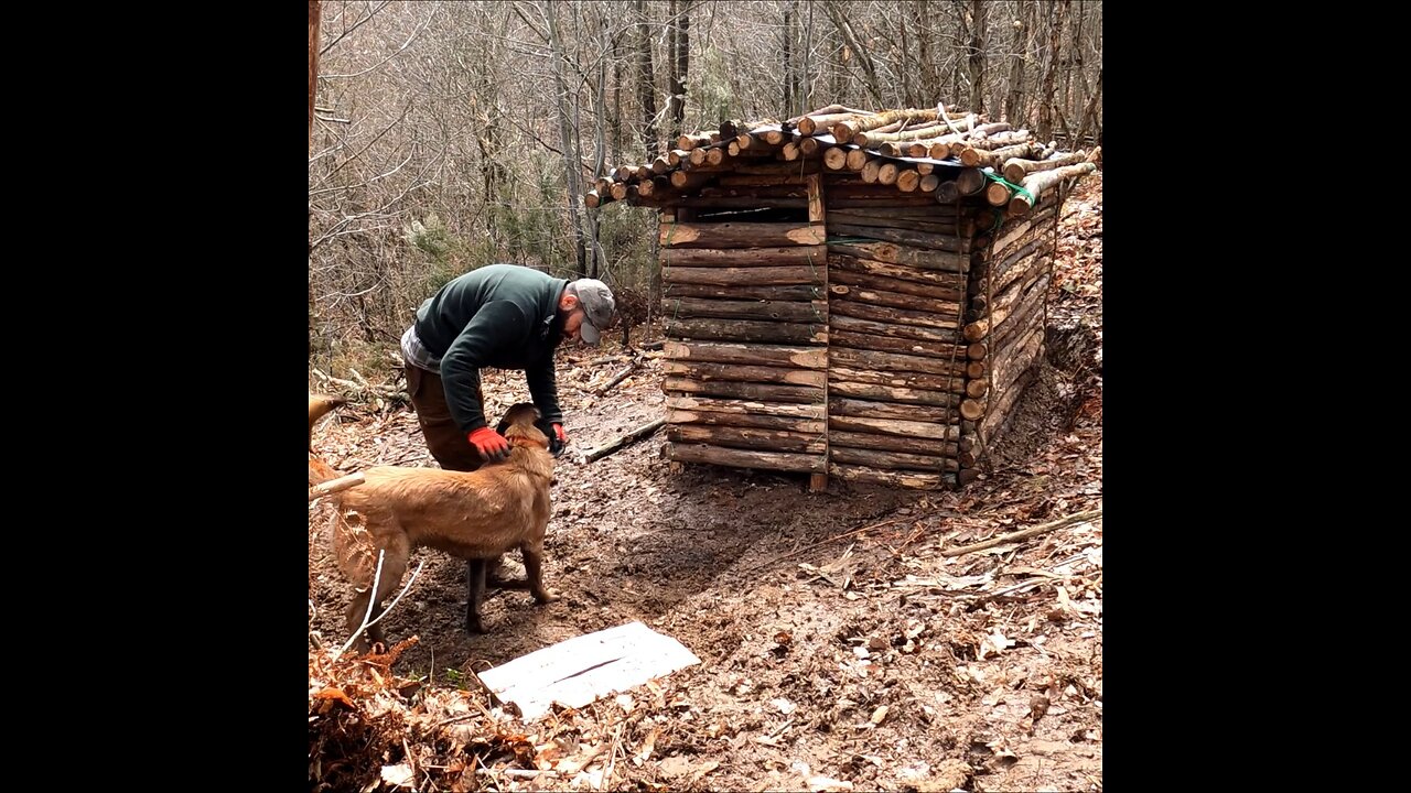 Building logcabin in the forest