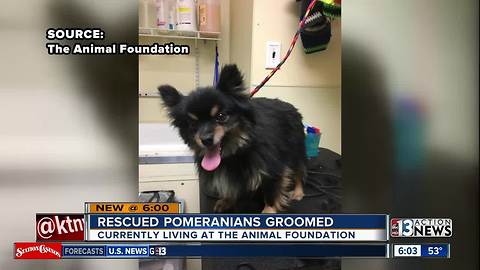 Rescued pomeranian dogs get groomed