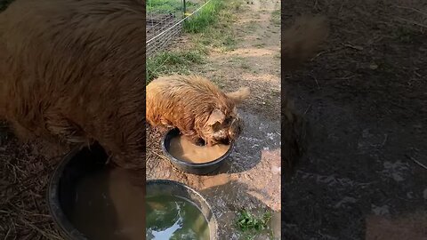 When it’s hot! | #kunekune #pig #homesteading #farmlife #funny