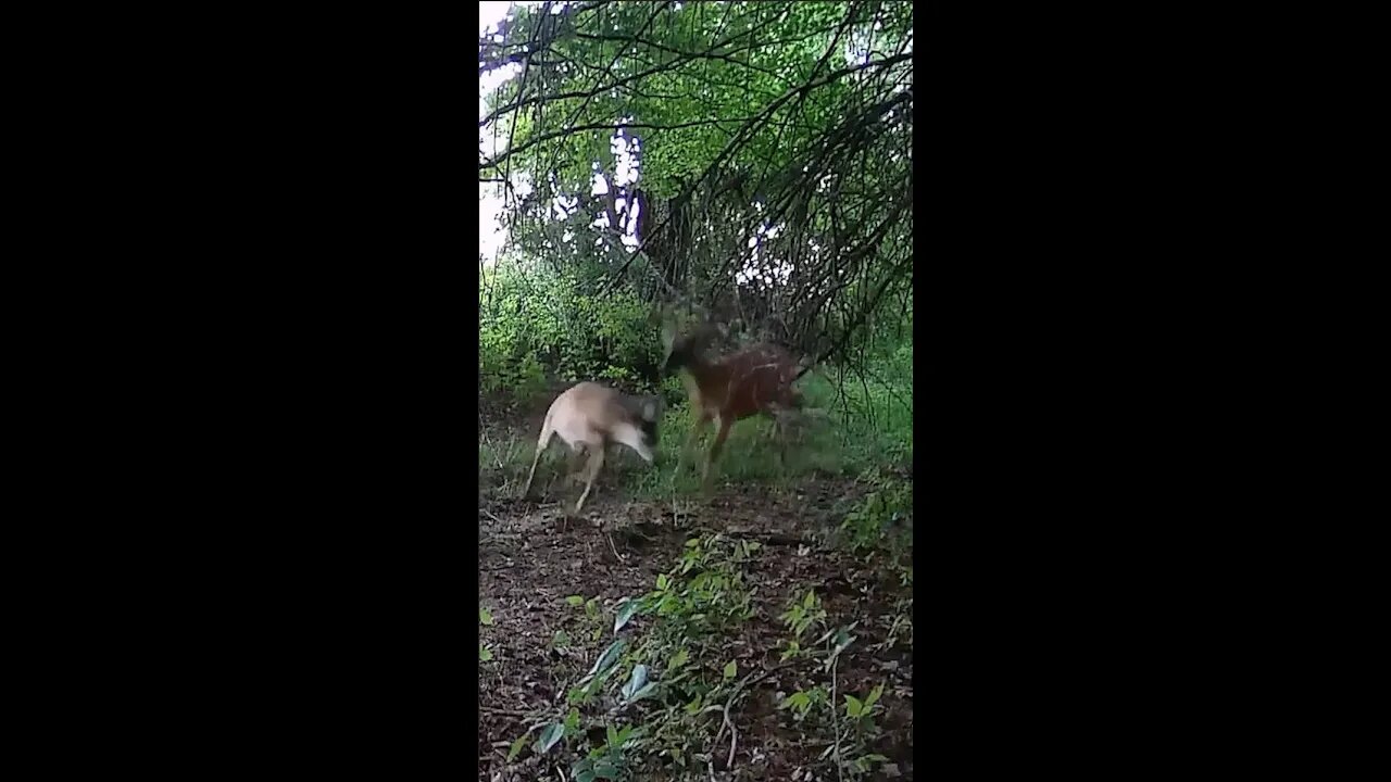 Aggressive Buck CHARGES