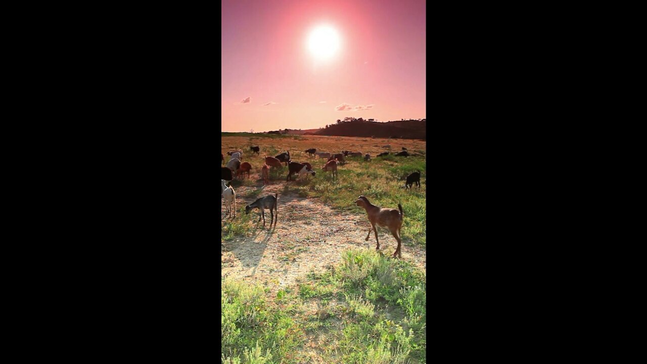 The most funny among monkeys and dogs