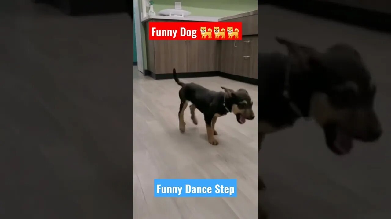 funny animal videos||eyy bidda idhi naa adda||Dog dance||#Gigox#ukraine#dogs