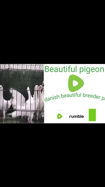 Danish with breeder pair pigeon beautiful