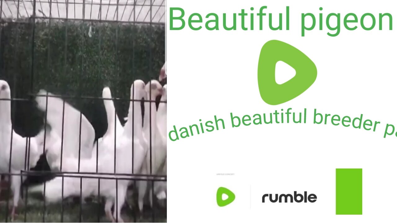 Danish with breeder pair pigeon beautiful