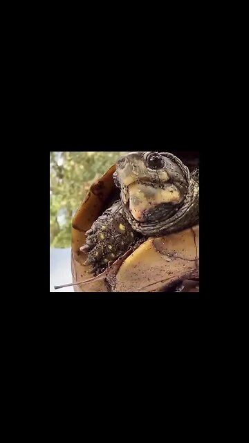 Rod Wave Really Saved A Turtle