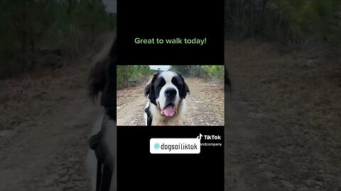 The Boys Love the Trails We Walk On Here. #dog #dogs #walk #saintbernard #Texas #freedom