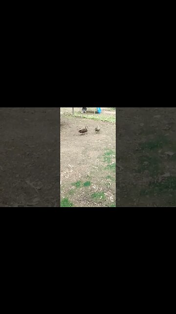 Wild ducks this morning