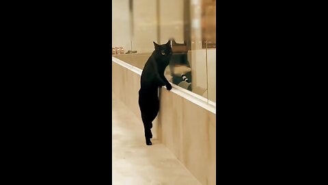 Cat Best momens/New funny cat video. #cat #billi #cute #billimeow #cutecat