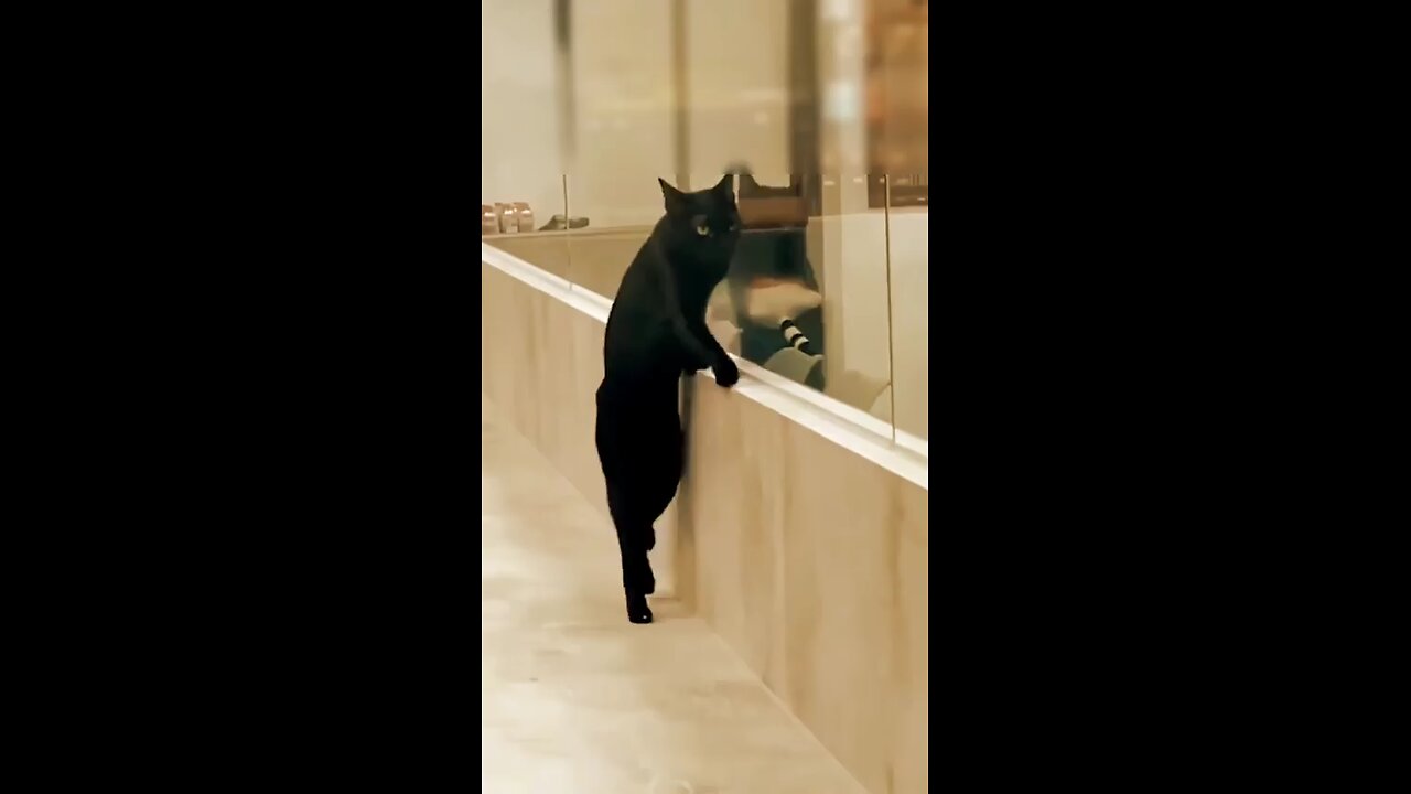 Cat Best momens/New funny cat video. #cat #billi #cute #billimeow #cutecat