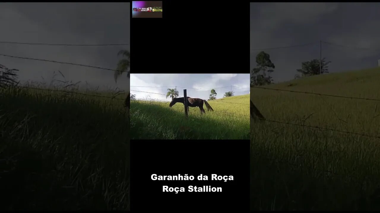 GARANHÃO , UM MACHO DA PESADA - - STALLION, A HARD GUY - - #shorts