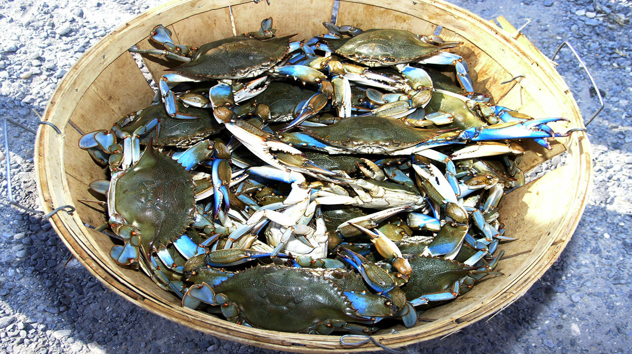 AA_IB_374_Crabs_in_a_Bucket