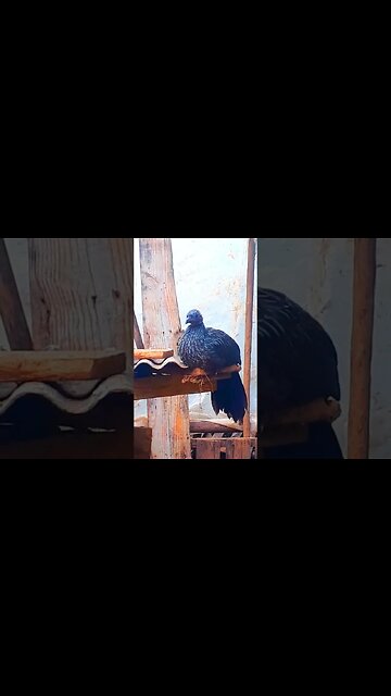 Jacu seu filhote deitado no Sol