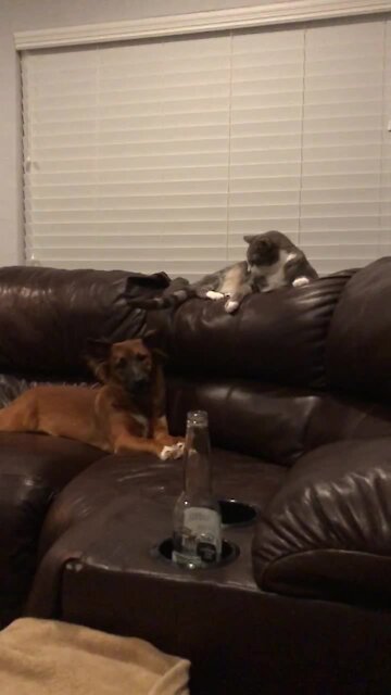 Cat knows exactly how to annoy this totally patient dog